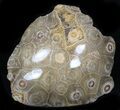 Polished Fossil Coral Head - Morocco #35387-1